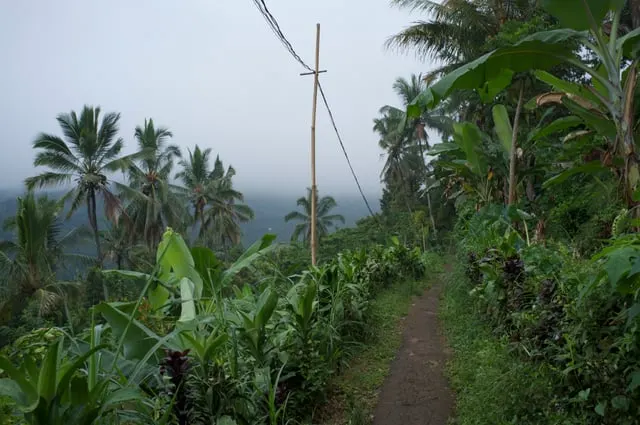 A jungle footpath near Munduk