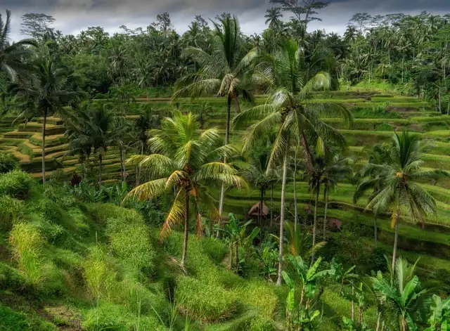 Hans Heemsbergen / Pexels / Pexels Licence Rice terraces and coconut palms near Ubud