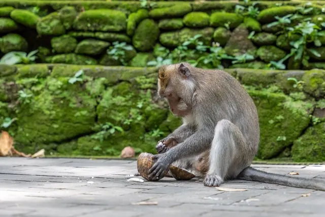 A long-tailed macaque on a mossy wall in the Sacred Monkey Forest