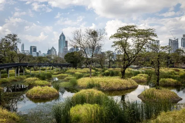 Benjakitti Forest Park's wetland with the skyline