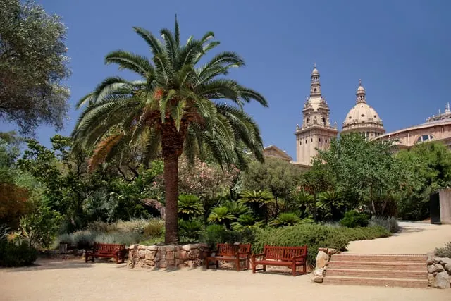 A palm and benches in the Jardí Botànic, the MNAC domes behind, blue sky (only 1950 px wide)
