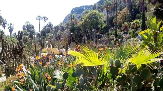 Cacti and palms of the Mossèn Costa i Llobera gardens below Montjuïc