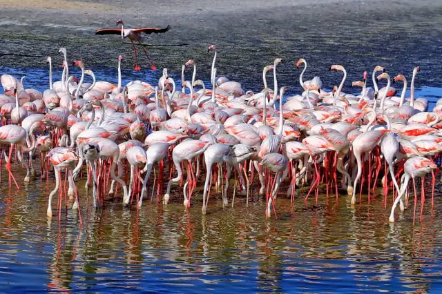 Ras Al Khor Wildlife Sanctuary