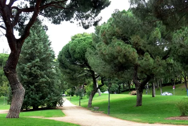 Tall pines and a sunny path in Parque del Oeste