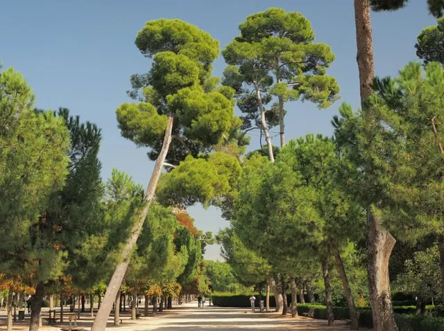 A sunny pine-lined avenue in Retiro