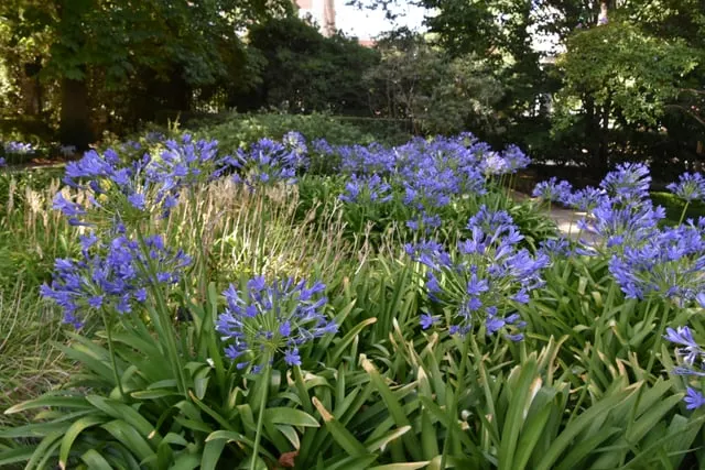 Agapanthus beds in the Royal Botanical Garden