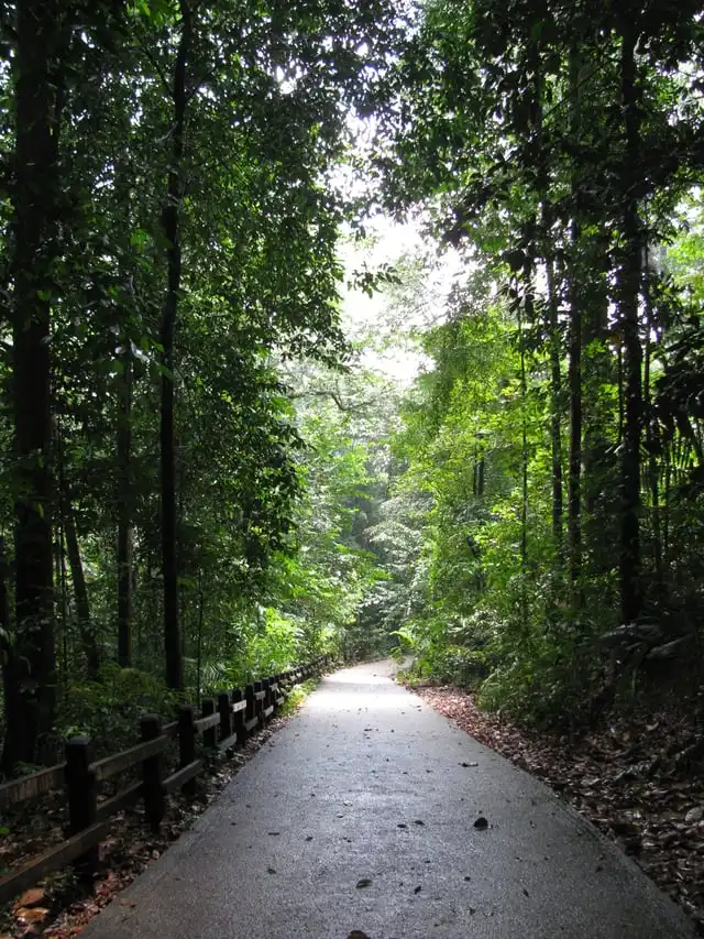 A shaded forest path through Bukit Timah Nature Reserve