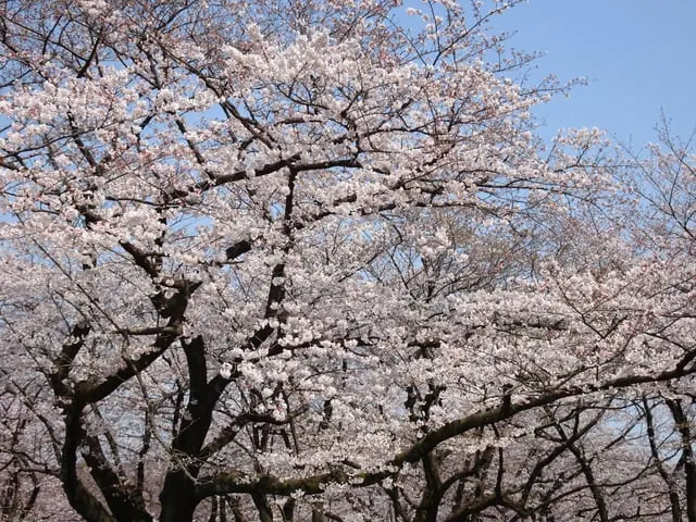 ウィキ太郎 (Wiki Taro) / Wikimedia Commons / CC0